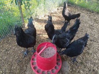 Kohouti Ayam Cemani