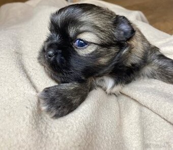 Tibetský Španěl s PP