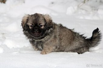 Tibetský Španěl s PP