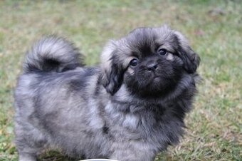 Tibetský Španěl s PP