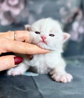 KOŤÁTKO NĚVSKÁ MAŠKARÁDA S PP