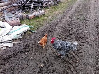 Mechelen, Švédska května