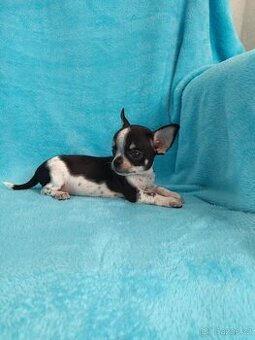 Čivava krátkosrstá -kluk