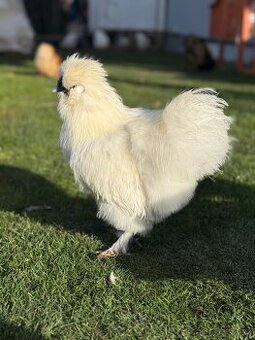 Kohoutek Hedvábnička velká vousatá