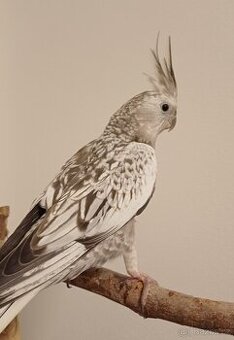 Korela bělohlavá perlová šedá 0.1