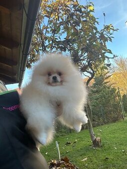 Pomeranian s pp FCI