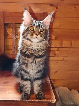 Mainská mývalí koťátka s PP