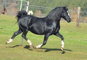 Welsh pony of cob type - připoušění