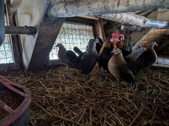 Holandská zakrslá slepice