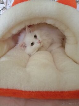 Kotě Turecká Angora