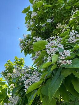 Rostlinky KATALPA královská