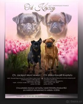 brabantík - štěňata s pp - fena