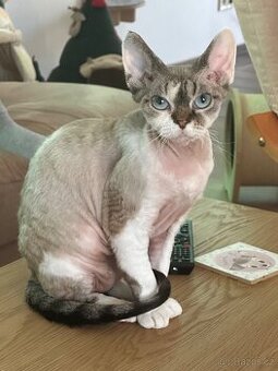Devon rex s PP kočka