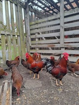 Násadová vejce Velsumka zd. a Vlaška koroptví