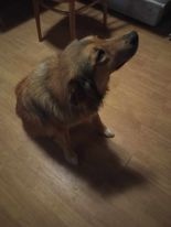 Daruji psa - Střední velikost Malinois/Labrador