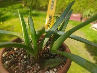 Aloe vera
