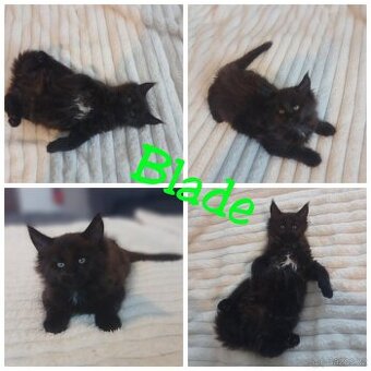 Mainská mývalí koťátka