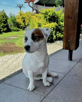 Jack russell teriér - krytí