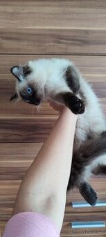 Ragdoll