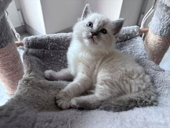 Ragdoll koťata