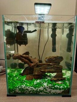 Akvárium s betou bojovnicí