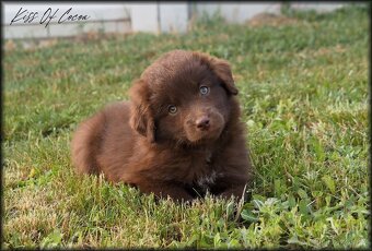 Miniatúrní americký ovčák s PP- s rodokmeňom