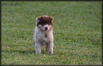 Miniatúrní americký ovčák s PP- s rodokmeňom