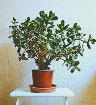 Tlustice, bonsai, velká pokojová rostlina