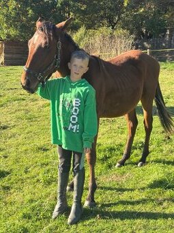 Teplokrevný hřebeček