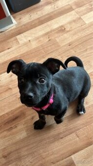 štěně Jack Russell x Německý pinč