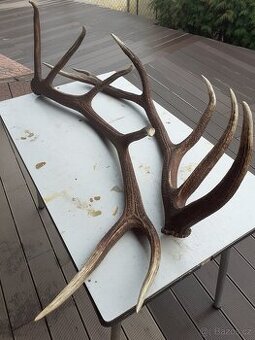 Jelení parohy - shozy