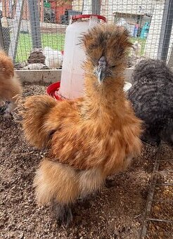 Kohout hedvábnička USA