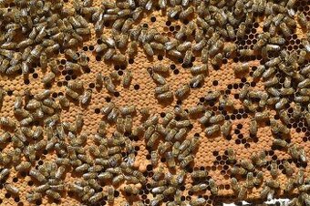vyzimovaná včelstva, včely