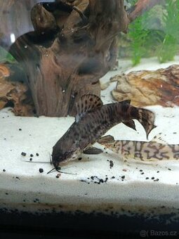 Sumeček mramorový/pancéřníček skvrnitý