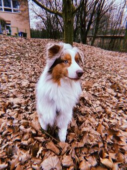 Australský ovčák ke krytí