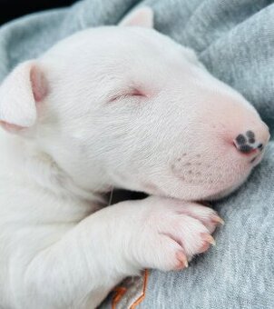 Minibulterier, Miniaturní Bulterier, Bull Terrier Miniature