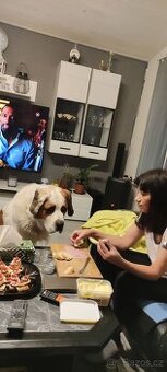 Připustíme psa, Moskevský strážný pes.