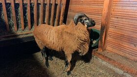 Kamerunská ovce - beran - 1