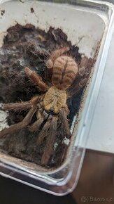 Cyriopagopus sp. Hati Hati 0.1 adult - 1