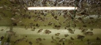 Akara modrá ( Aequidens pulcher)