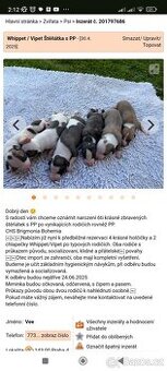 Vipet/Whippet štěňata - 1
