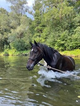 valach Arab x Welsh Cob / cutting