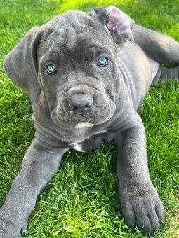 Cane Corso s PP