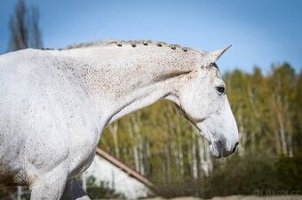 Hodný valach, učitel
