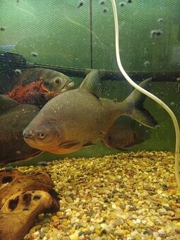 Prodám piraně - 1