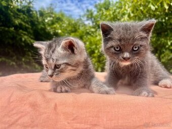Britská modrá a whiskas kočičky i kocourkové