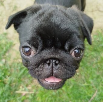 Mops