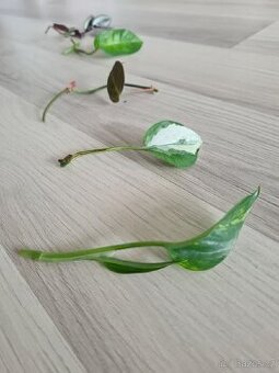 Set 5 řízků pokojovek