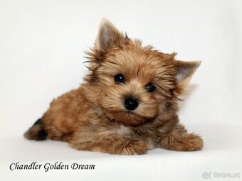 barevný jorkšírský teriér - Yorkshire Terrier