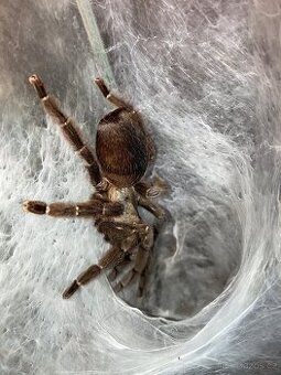 Psalmopoeus reduncus